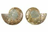 Cut & Polished Ammonite Fossil - Madagascar #379065-1